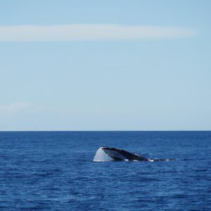 Whale Watching Exotic Destinations of French Polynesia